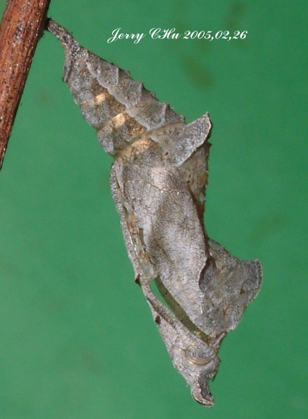 按此在新視窗瀏覽圖片