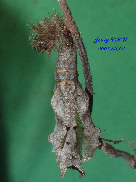 按此在新視窗瀏覽圖片