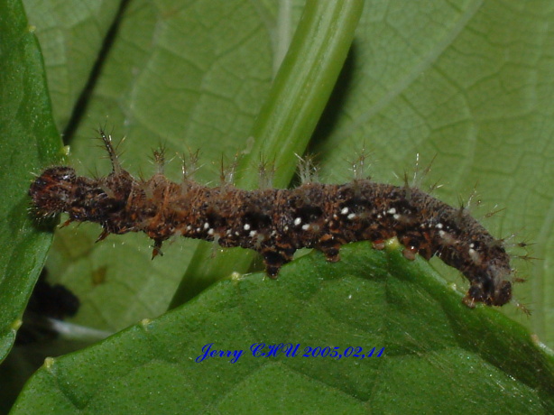 按此在新視窗瀏覽圖片