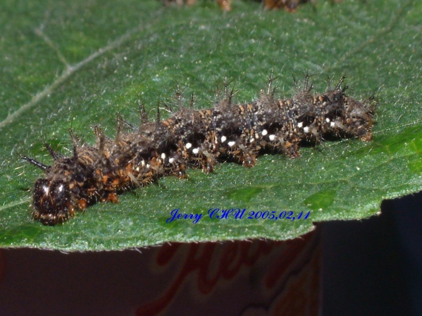 按此在新視窗瀏覽圖片