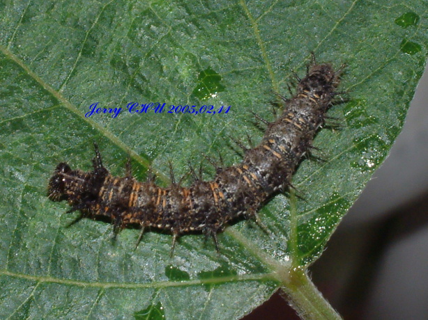 按此在新視窗瀏覽圖片