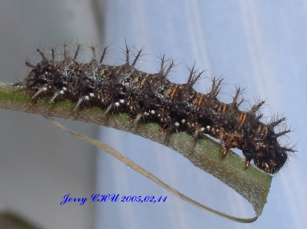 按此在新視窗瀏覽圖片