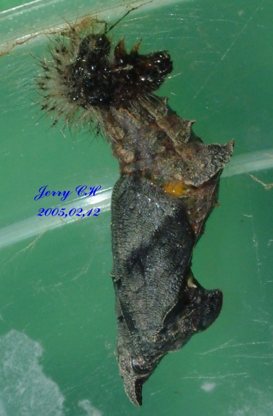 按此在新視窗瀏覽圖片