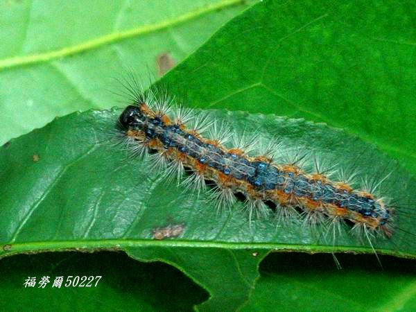 按此在新視窗瀏覽圖片