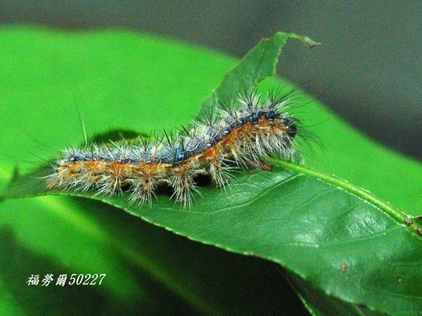 按此在新視窗瀏覽圖片