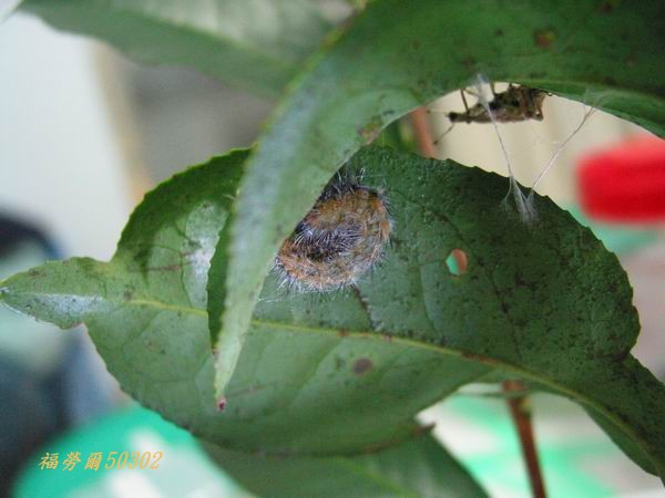 按此在新視窗瀏覽圖片