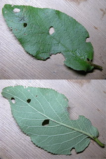 按此在新視窗瀏覽圖片