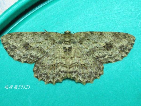 按此在新視窗瀏覽圖片