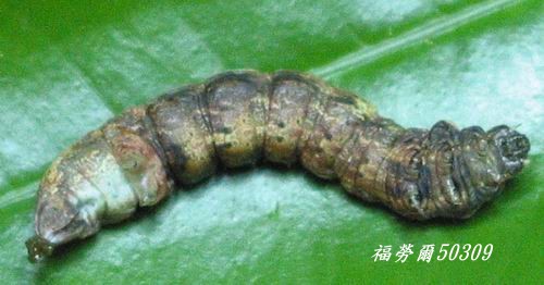 按此在新視窗瀏覽圖片