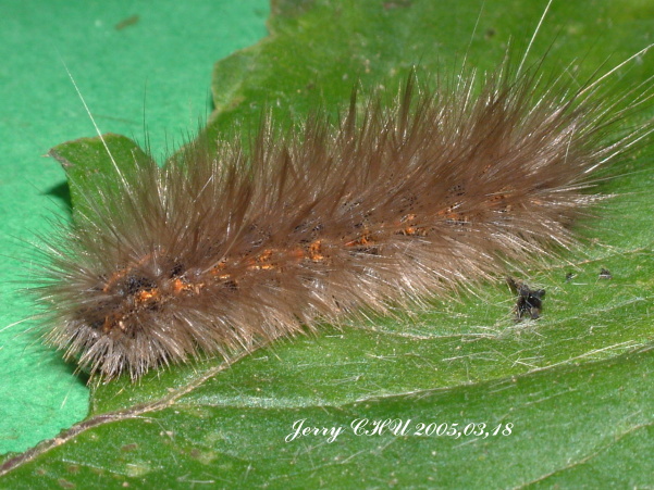 按此在新視窗瀏覽圖片