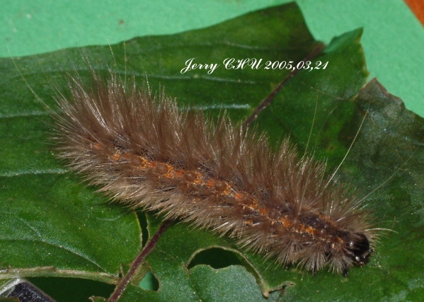 按此在新視窗瀏覽圖片