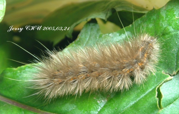 按此在新視窗瀏覽圖片