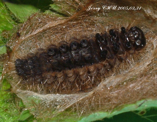 按此在新視窗瀏覽圖片