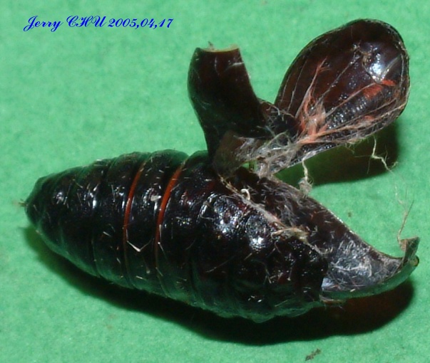 按此在新視窗瀏覽圖片