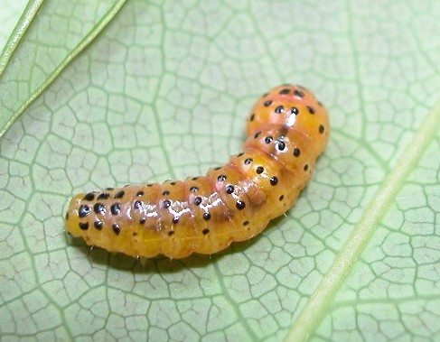 按此在新視窗瀏覽圖片