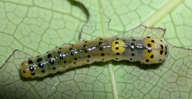 按此在新視窗瀏覽圖片