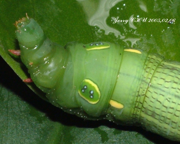 按此在新視窗瀏覽圖片