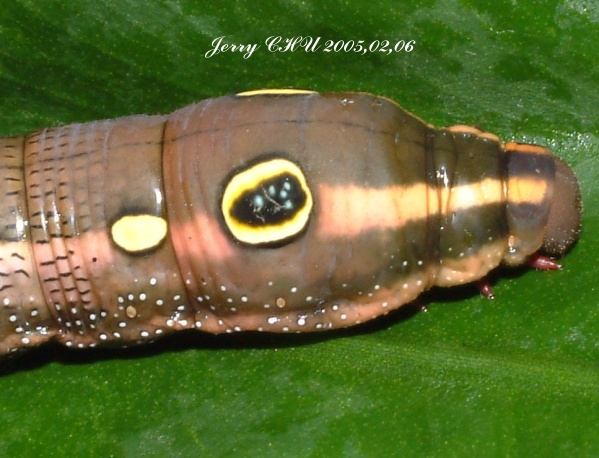 按此在新視窗瀏覽圖片