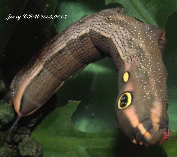 按此在新視窗瀏覽圖片