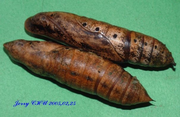 按此在新視窗瀏覽圖片