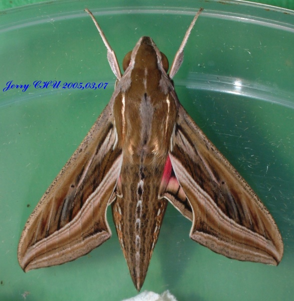 按此在新視窗瀏覽圖片