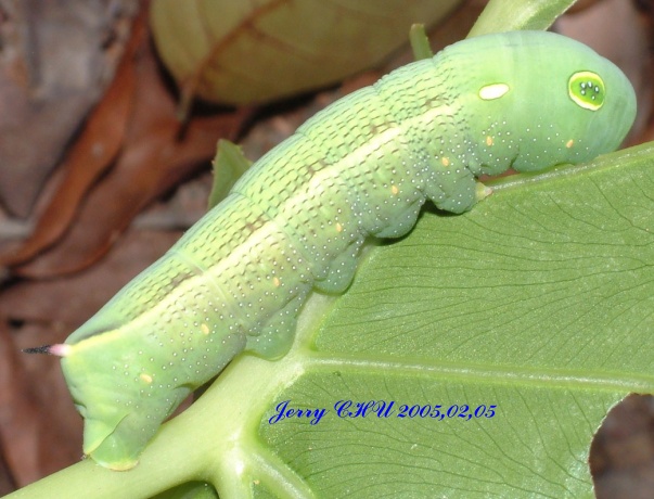 按此在新視窗瀏覽圖片