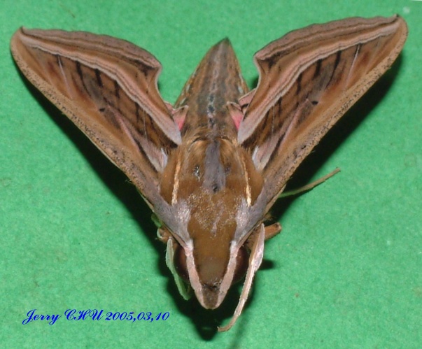 按此在新視窗瀏覽圖片