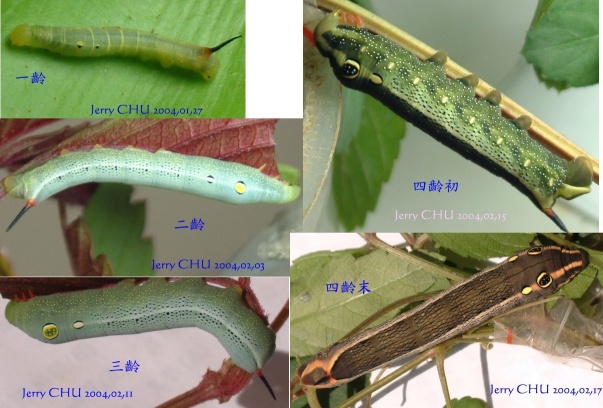 按此在新視窗瀏覽圖片