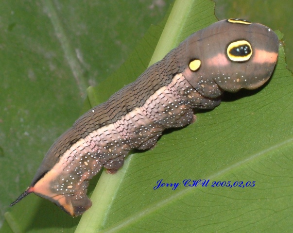 按此在新視窗瀏覽圖片