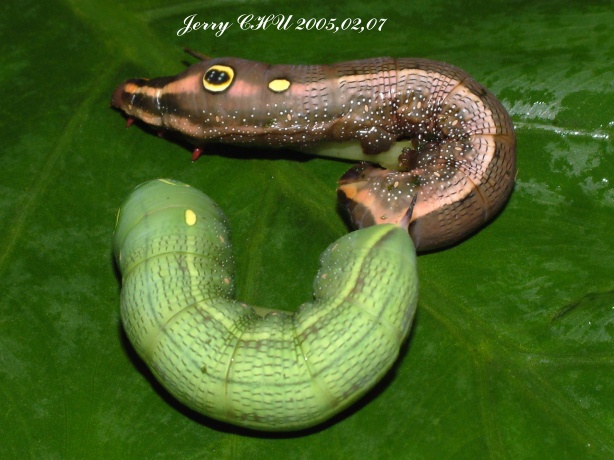 按此在新視窗瀏覽圖片