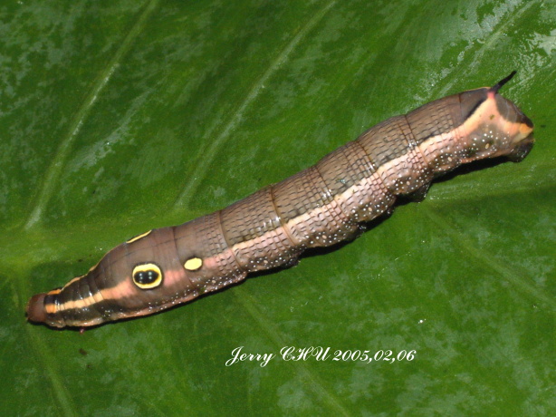 按此在新視窗瀏覽圖片