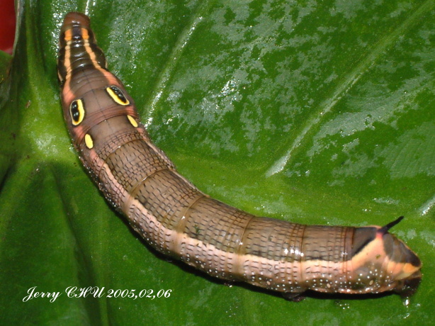 按此在新視窗瀏覽圖片