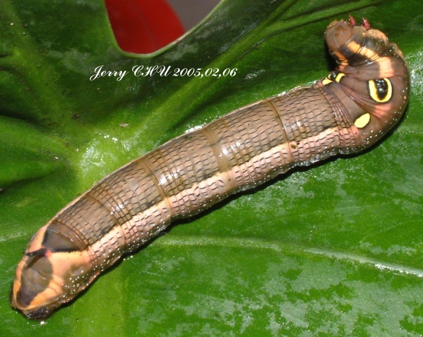 按此在新視窗瀏覽圖片