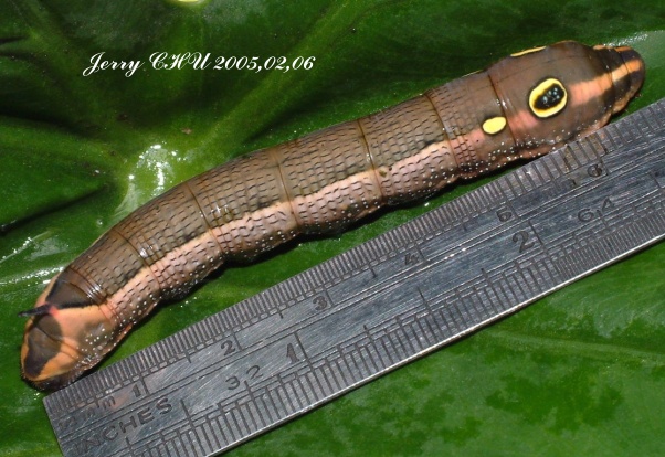 按此在新視窗瀏覽圖片