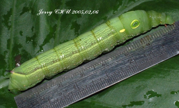 按此在新視窗瀏覽圖片