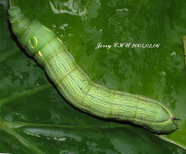 按此在新視窗瀏覽圖片