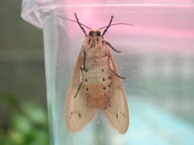 按此在新視窗瀏覽圖片