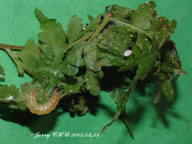 按此在新視窗瀏覽圖片