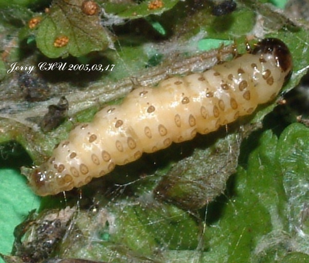 按此在新視窗瀏覽圖片