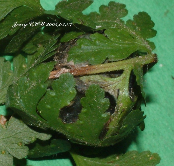 按此在新視窗瀏覽圖片