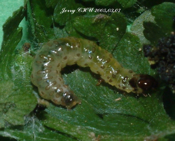 按此在新視窗瀏覽圖片