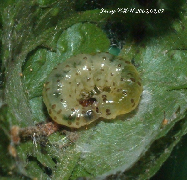 按此在新視窗瀏覽圖片