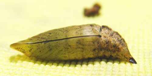 按此在新視窗瀏覽圖片