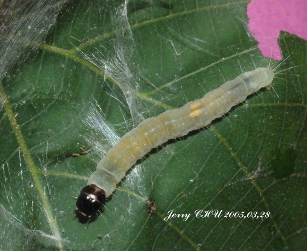 按此在新視窗瀏覽圖片