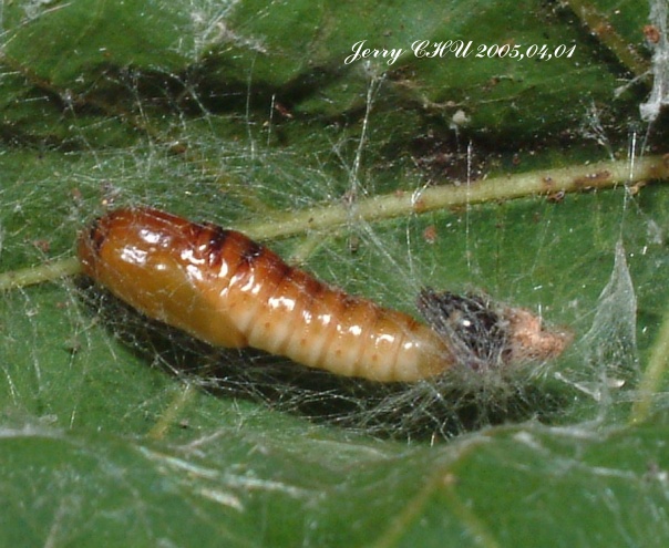 按此在新視窗瀏覽圖片