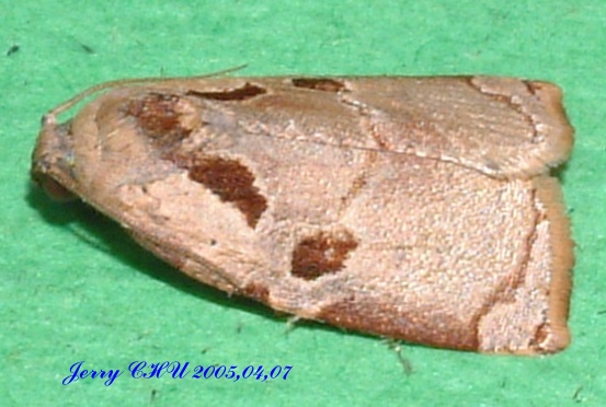 按此在新視窗瀏覽圖片