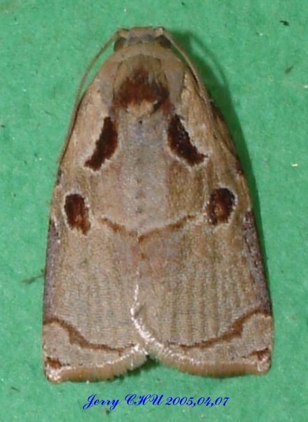 按此在新視窗瀏覽圖片