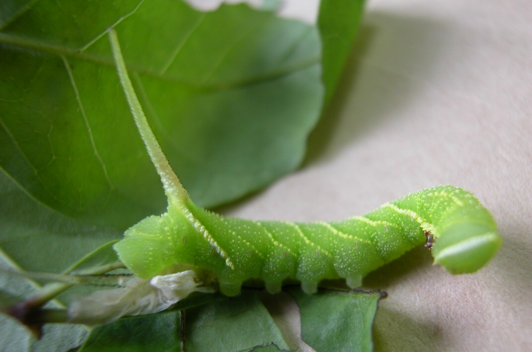 按此在新視窗瀏覽圖片