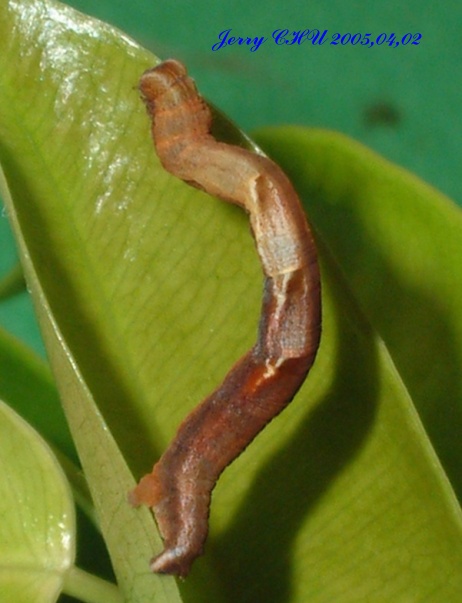 按此在新視窗瀏覽圖片