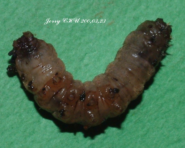 按此在新視窗瀏覽圖片